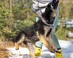 Собаки в других городах Московской области: Щенок немецкой овчарки рабочего разведения Девочка, 80 000 руб. - фото 6
