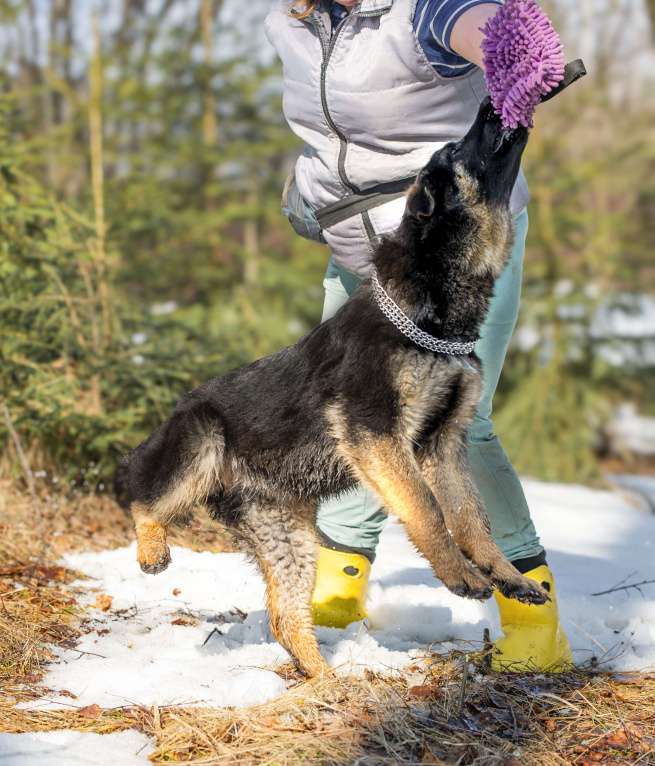 Собаки в других городах Московской области: Щенок немецкой овчарки рабочего разведения Девочка, 80 000 руб. - фото 6