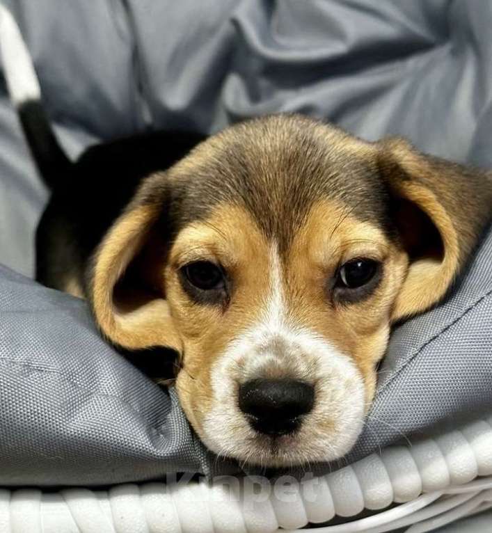 Собаки в Ростове-на-Дону: БИГЛЬ, щенок Мальчик, 24 000 руб. - фото 1