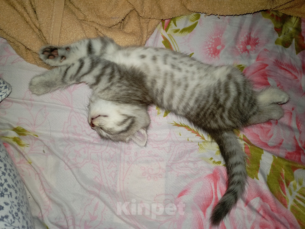 Кошки в Ростове-на-Дону: Шотландские вислоухие котята Разнополые, 4 500 руб. - фото 2