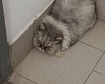 Кошки в Челябинске: Кошечка ищет хозяев Девочка, Бесплатно - фото 3