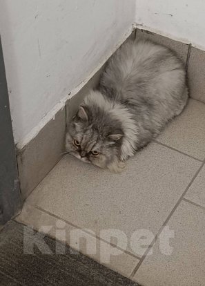 Кошки в Челябинске: Кошечка ищет хозяев Девочка, Бесплатно - фото 3