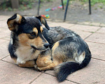 Собаки в Семилуках: Умная собака Девочка, Бесплатно - фото 6
