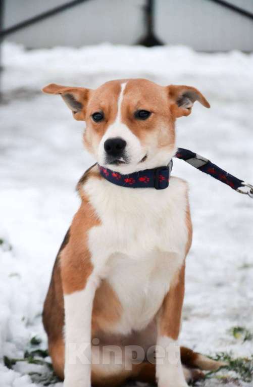 Собаки в Москве: Американский булли в добрые руки Девочка, Бесплатно - фото 4