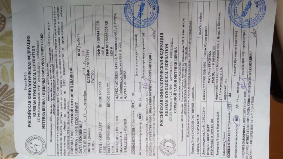 Собаки в других городах Московской области: Щенок русского спаниеля, 5 месяцев, привит, обучен Мальчик, 60 000 руб. - фото 6