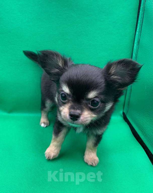 Собаки в Москве: Щенок чихуахуа, мальчик, длиношерстный.  Мальчик, 70 000 руб. - фото 1