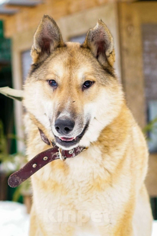 Собаки в других городах Московской области: Деймон. Пёс, который видит сердцем. Мальчик, Бесплатно - фото 7