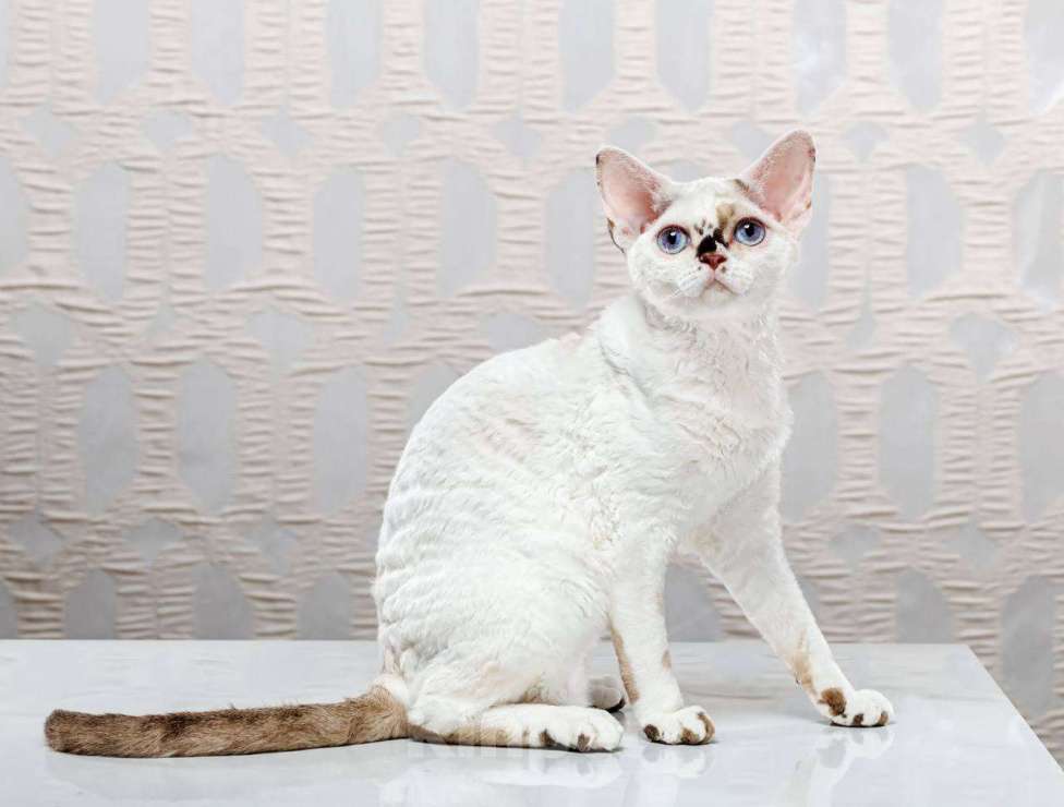 Кошки в Москве: Котенок Девон Рекс Ясмина Девочка, 70 000 руб. - фото 3