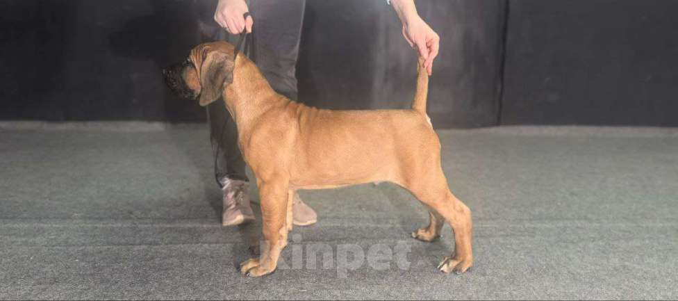 Собаки в Москве: Щенки Кане Корсо Мальчик, 60 000 руб. - фото 1