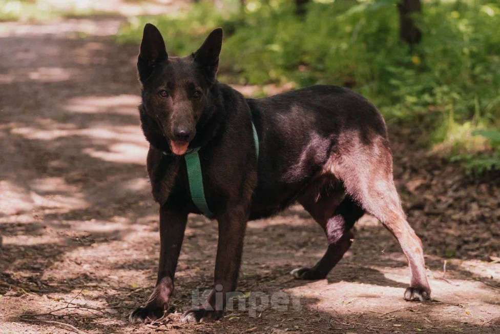 Собаки в Москве: Ривьера ищет дом Девочка, Бесплатно - фото 2