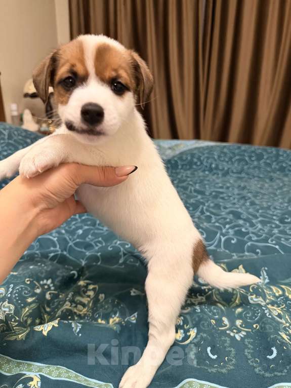 Собаки в Подольске: Остались 2 прекрасные Розочки 🌹🌹 Девочка, 20 000 руб. - фото 3