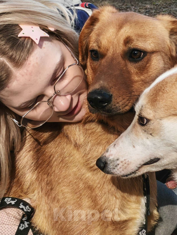 Собаки в Москве: Хомяк Мальчик, Бесплатно - фото 3