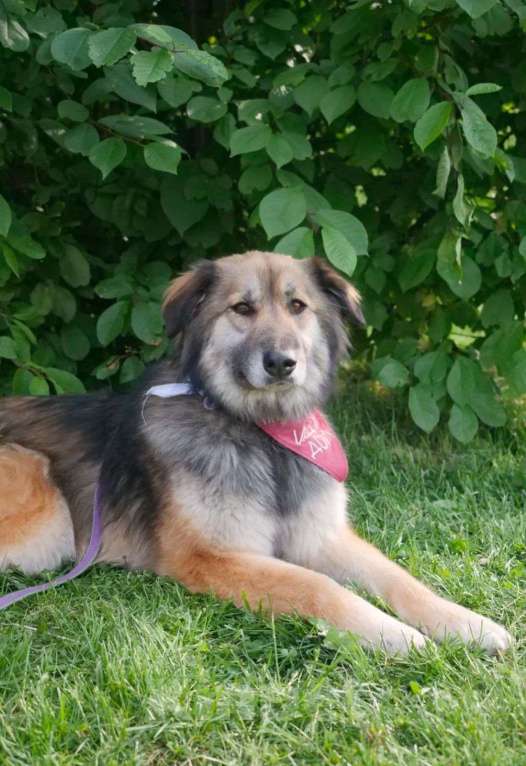 Собаки в Москве: Баста Девочка, Бесплатно - фото 3