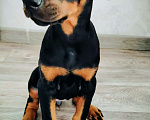 Собаки в Сухой Логу: Щенок добермана Девочка, 30 000 руб. - фото 1