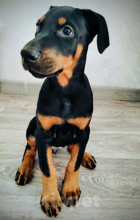 Собаки в Сухой Логу: Щенок добермана Девочка, 30 000 руб. - фото 1
