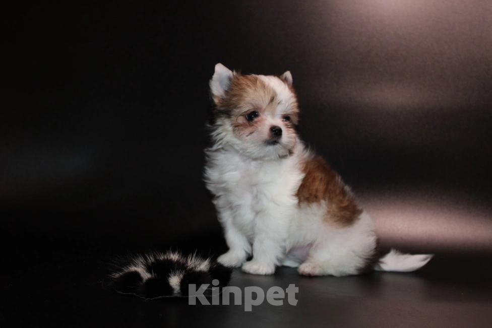 Собаки в Омске: Девочка красотка Девочка, 40 000 руб. - фото 3