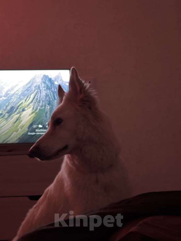 Собаки в Краснодаре: Отдам только в добрый руки собаку  Девочка, Бесплатно - фото 5
