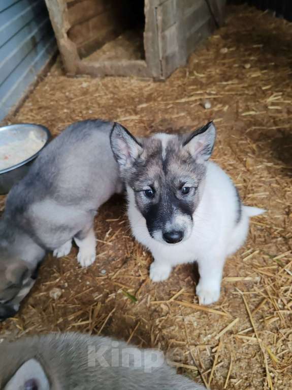 Собаки в Курске: Малыши ЗСЛ (западно-сибирской лайки) Мальчик, 30 000 руб. - фото 1