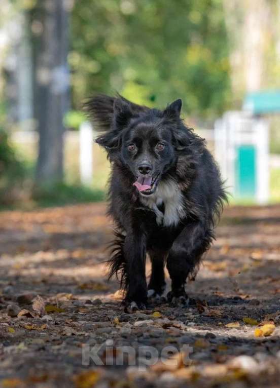 Собаки в Москве: Нежная и благородная собака Хэйси в дар Девочка, 1 руб. - фото 4