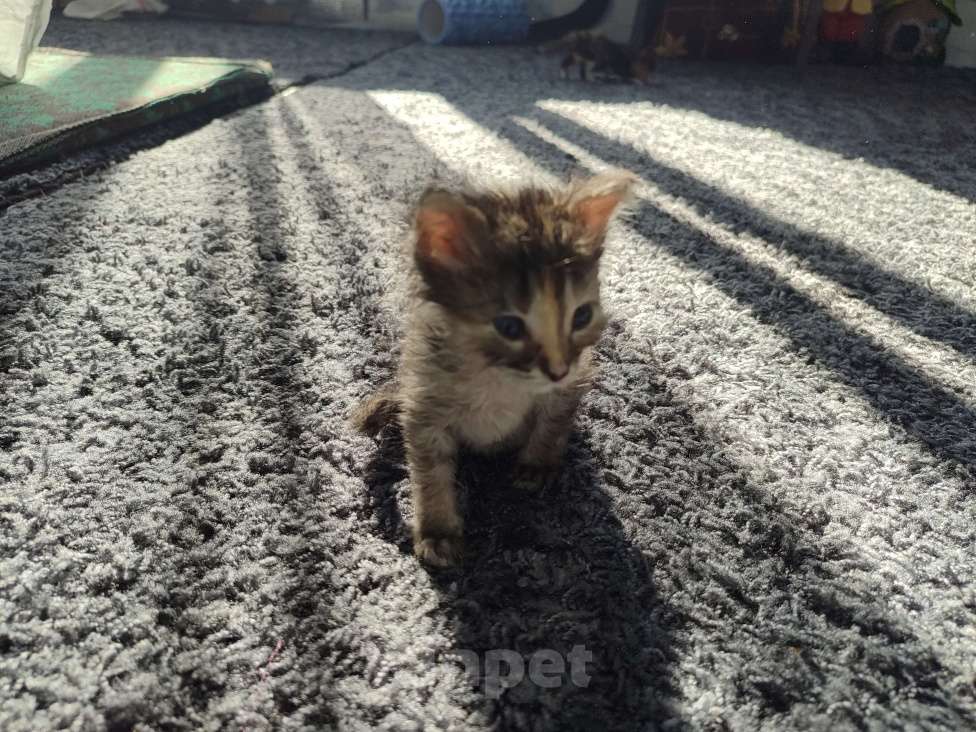 Кошки в Ставрополе: Трехцветный котёнок Девочка, Бесплатно - фото 6