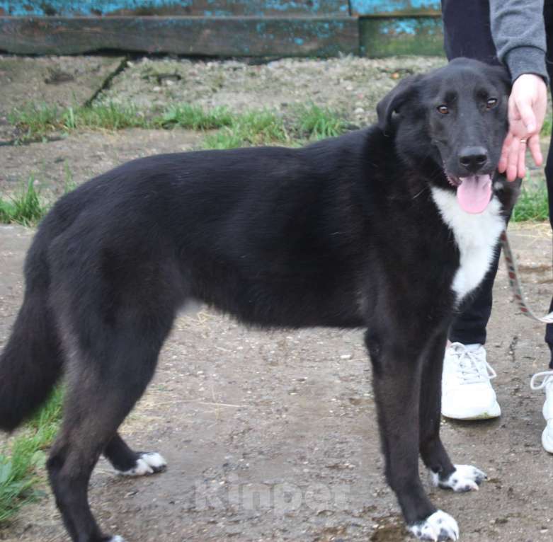 Собаки в Москве: Собака-компаньон Туман мечтает о семье и доме!!! Мальчик, Бесплатно - фото 2