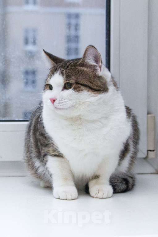 Кошки в Москве: Ждут свои семьи котята – подростки! Разнополые, Бесплатно - фото 5