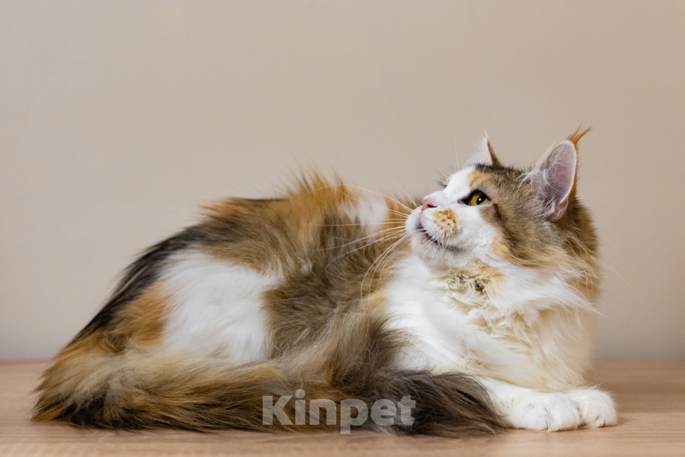 Кошки в Санкт-Петербурге: «Шоколадная» кошечка Девочка, 30 000 руб. - фото 4