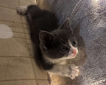 Кошки в Ростове-на-Дону: Отдаю в добрые руки, котенок. Девочка, Бесплатно - фото 1