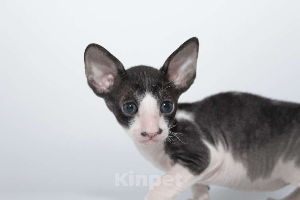 Кошки в Москве: малыши к резервированию. питомник Корнелита Мальчик, 60 000 руб. - фото 5