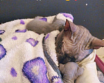 Кошки в Ардоне: Котенок Донского сфинкса Мальчик Мальчик, 15 000 руб. - фото 8
