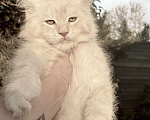 Кошки в Санкт-Петербурге: Котята Мейн Кун Мальчик, 45 000 руб. - фото 2
