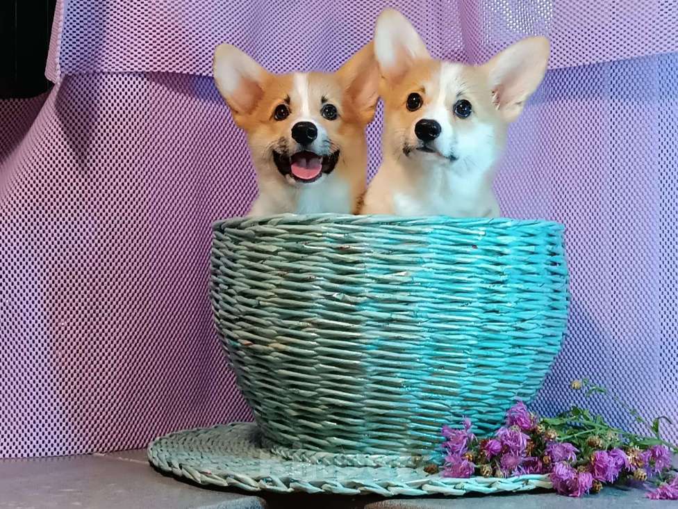 Собаки в других городах Тверской области: Щебетунья Птичка из Дома Левшовой Девочка, 50 000 руб. - фото 4