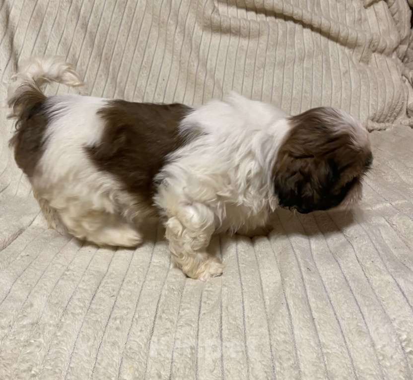 Собаки в Санкт-Петербурге: Милашечка ши тцу  Девочка, 35 000 руб. - фото 7