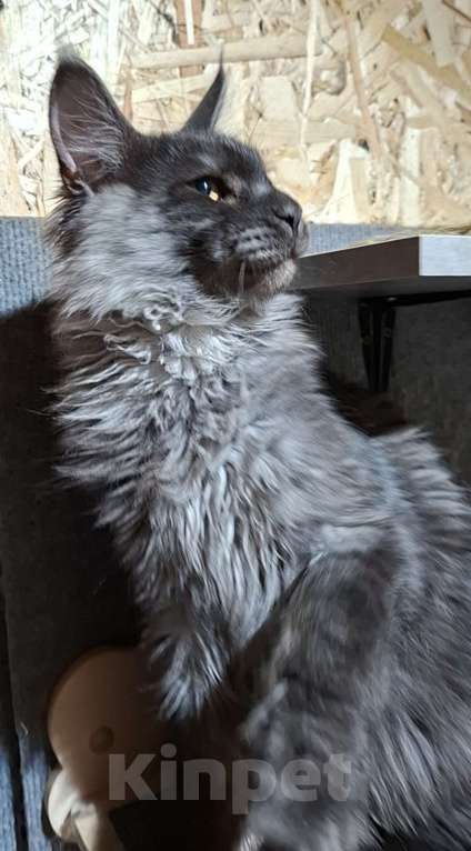 Кошки в Омске: Котенок мейн-кун Мальчик, 60 000 руб. - фото 5