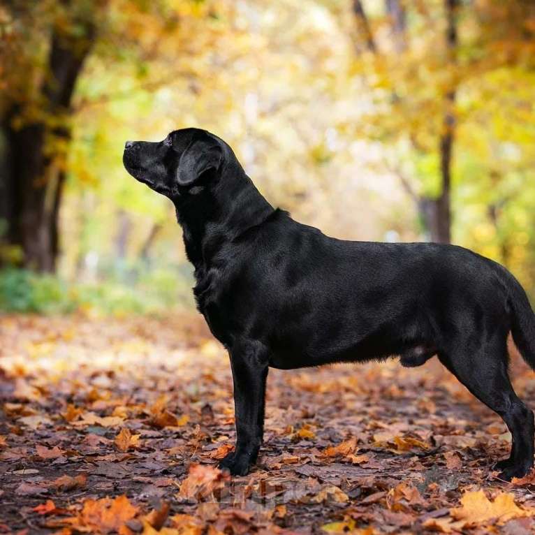 Собаки в Смоленске: Formula Number One ищет невесту Мальчик, Бесплатно - фото 3