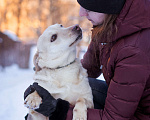 Собаки в Москве: Маленькая собачка в добрые руки Девочка, Бесплатно - фото 6