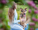 Собаки в Солнечногорске: Собака-улыбка из приюта в добрые руки Девочка, Бесплатно - фото 4