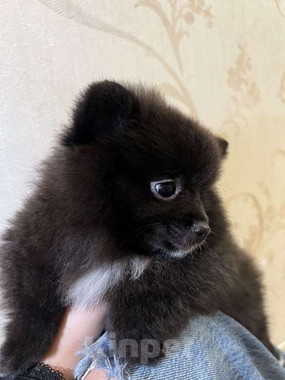 Собаки в Люберцах: Ищут семью 2 девочки и один мальчик  Девочка, 40 000 руб. - фото 4