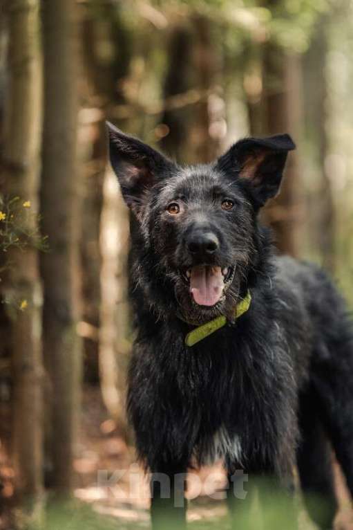 Собаки в Москве: Высокий бородатик Брэд в добрые руки Мальчик, Бесплатно - фото 4