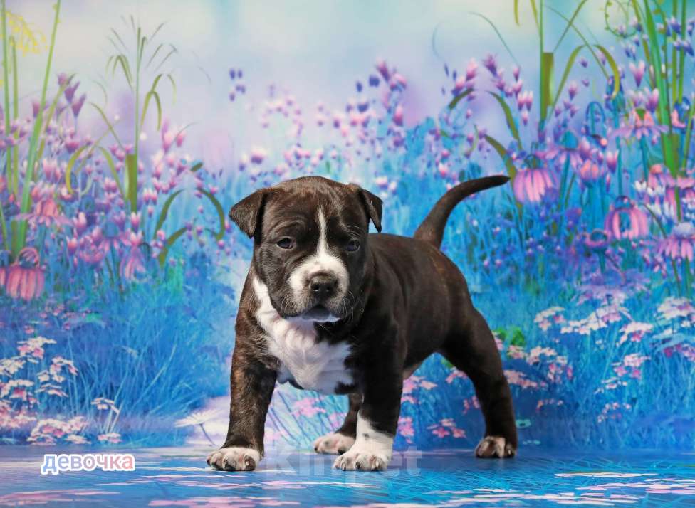 Собаки в Волхове: Щенок амстаффа Девочка, 80 000 руб. - фото 2