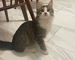 Кошки в Москве: Чудесная кошечка Айка ищет свою семью  Девочка, Бесплатно - фото 2