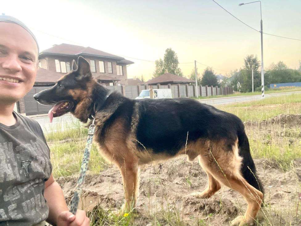 Собаки в Москве: Немецкая овчарка бесплатно Мальчик, Бесплатно - фото 5