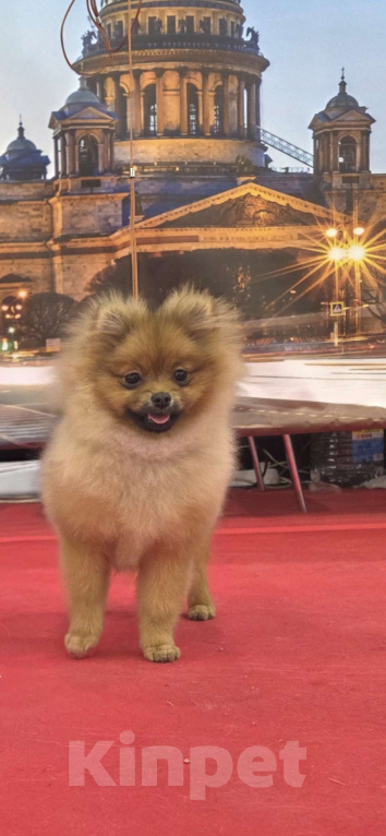 Собаки в Санкт-Петербурге: Померанский шпиц девочка Девочка, 60 000 руб. - фото 2