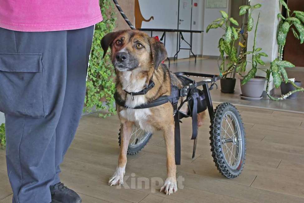 Собаки в Кубинке: Особенная Марта из приюта ищет дом. Девочка, Бесплатно - фото 7