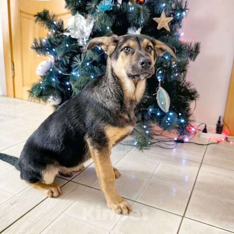 Собаки в Санкт-Петербурге: Щенок мальчик в добрые руки! Мальчик, Бесплатно - фото 6