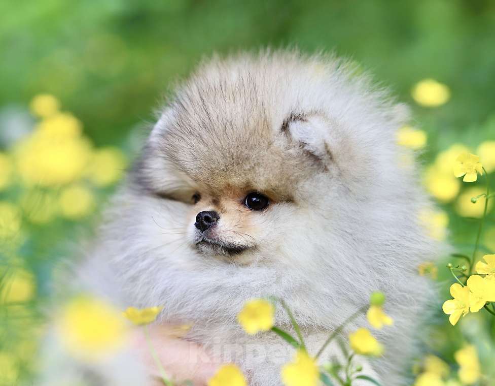 Собаки в Москве: Мальчик померанского шпица медвежьего типа Мальчик, 130 000 руб. - фото 6