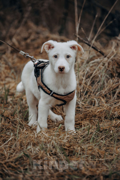 Собаки в Москве: Щенок-девочка, белоснежная красотка в дар Девочка, Бесплатно - фото 10