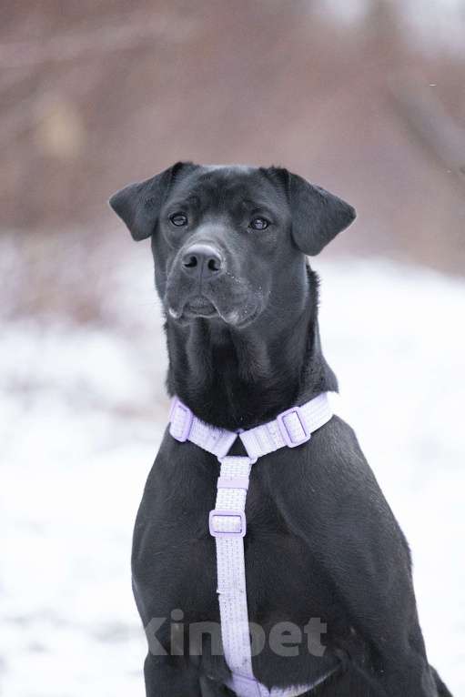 Собаки в Москве: Метис лабрадора и просто красавица Джуди в поисках дома Девочка, Бесплатно - фото 1