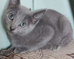 Кошки в Екатеринбурге: Котята породы русская голубая  Мальчик, 10 000 руб. - фото 2