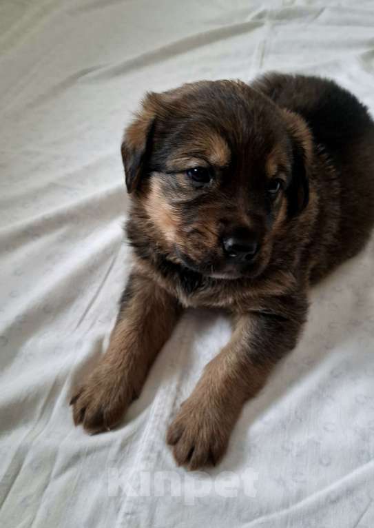 Собаки в Екатеринбурге: щенята в самую ответственную семью Мальчик, 1 000 руб. - фото 4